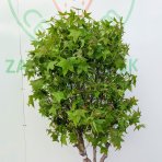 Ambrovník styraxový (Liquidambar Styraciflua) ´GUMBALL´ - výška 100-120 cm, kont. C30L - VIACKMENNÝ BONSAJ